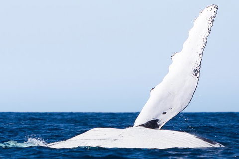 2-Hour Guided Whale Watching Tour At Noosa - Local Tourism 0