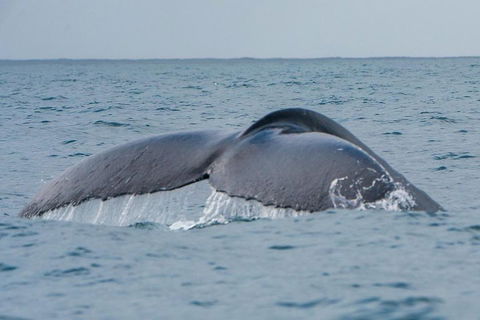 2-Hour Guided Whale Watching Tour At Noosa - Local Tourism 1