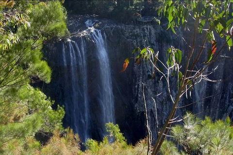 Byron Bay Hinterland Tour Including Rainforest Walk To Minyon Falls - Local Tourism 0