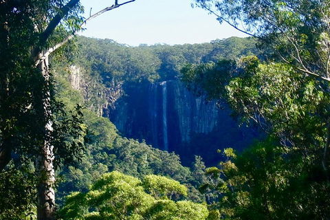 Byron Bay Hinterland Tour Including Rainforest Walk To Minyon Falls - Local Tourism 4