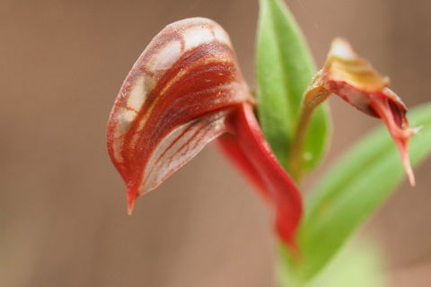 Wave Rock, Wild Flowers And Astro Photography - Accommodation Australia 2