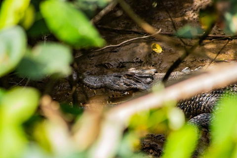 Cape Tribulation Day Tour - Local Tourism 5