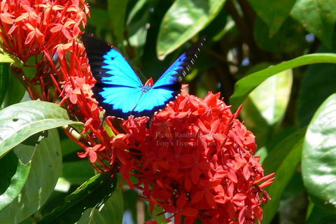 Daintree Rainforest, Cape Tribulation, Mossman Gorge Small-Group Day Tour - Accommodation Australia 2