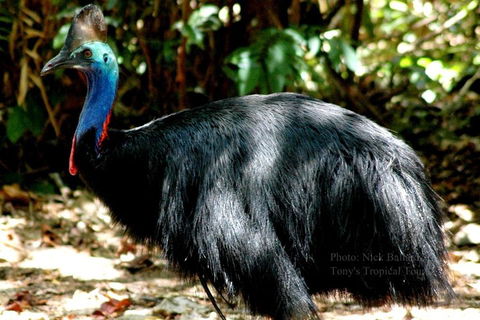 Daintree Rainforest, Cape Tribulation, Mossman Gorge Small-Group Day Tour - Accommodation Australia 3