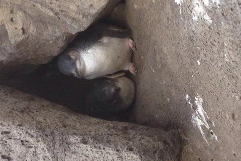 Food Tour Melbourne - St Kilda - Australia Shopping 3