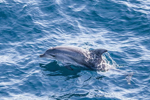 All Inclusive Dolphin And Tangalooma Wrecks Cruise - Accommodation Australia 1