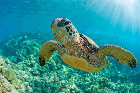 All Inclusive Dolphin And Tangalooma Wrecks Cruise - Accommodation Australia 3
