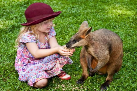 Kuranda Day Tour + HotAir Balloon Combo - Accommodation Australia 0