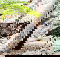 Sydney Taronga Zoo General Entry Ticket and Wild Australia Experience - Local Tourism
