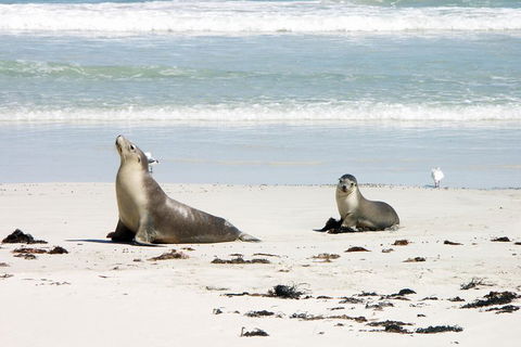 Kangaroo Island Personal Group Tours - Accommodation Australia 3