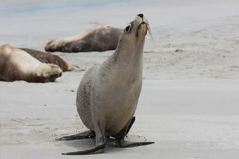 Kangaroo Island Personal Group Tours - Accommodation Australia 4
