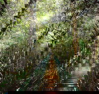 O'Reilly's  Lamington National Park from Gold Coast - Local Tourism