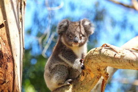 LGBT+ Friendly 2 Day Private Tour Great Ocean Road + Phillip Island - Accommodation Australia 1