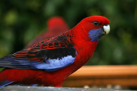LGBT+ Friendly 2 Day Private Tour Great Ocean Road + Phillip Island - Accommodation Australia 3