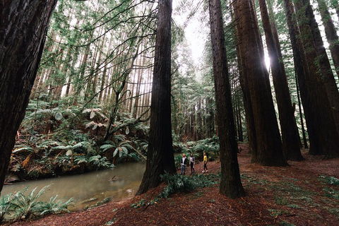 LGBT+ Friendly 3 Day Private Tour Great Ocean Road & Phillip Island - Accommodation Australia 2
