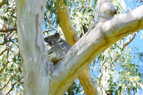 Best Of Moreton Bay Cruise - Accommodation Australia 2