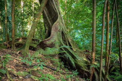 Private Daintree Mossman Gorge Exclusive Nature And Wildlife Focus - Local Tourism 0