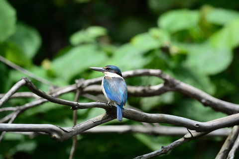 Private Daintree Mossman Gorge Exclusive Nature And Wildlife Focus - Local Tourism 1