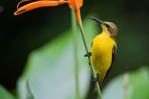 Private Daintree Mossman Gorge Exclusive Nature And Wildlife Focus - Local Tourism 2