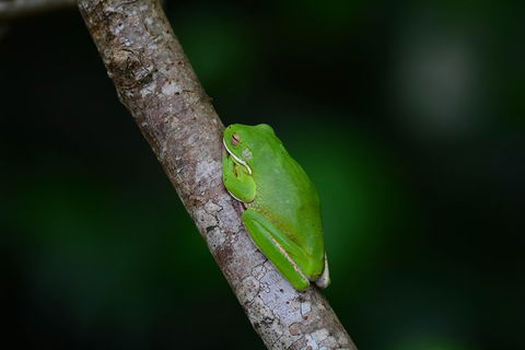Private Daintree Mossman Gorge Exclusive Nature And Wildlife Focus - Local Tourism 3