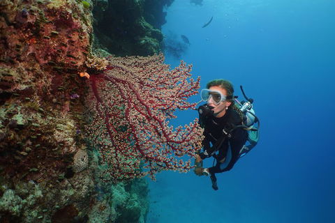 Silversonic Outer Great Barrier Reef Dive And Snorkel Cruise From Port Douglas - Local Tourism 0
