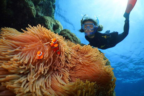 Silversonic Outer Great Barrier Reef Dive And Snorkel Cruise From Port Douglas - Local Tourism 3