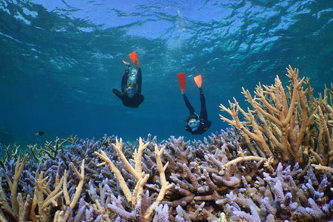 Silversonic Outer Great Barrier Reef Dive And Snorkel Cruise From Port Douglas - Local Tourism 4