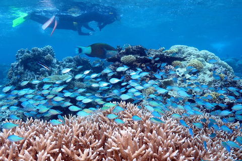 Silversonic Outer Great Barrier Reef Dive And Snorkel Cruise From Port Douglas - Local Tourism 5