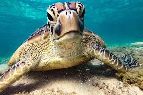 Sail, Snorkel, SUP & Kayak Charter Whitsundays - Australia Shopping 0