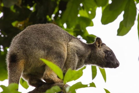 Cairns & Port Douglas All-Inclusive 7 Days Touring Package - Local Tourism 3