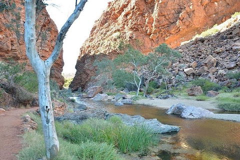 Alice Springs, Uluru Ayers Rock & Kings Canyon 8 Days Touring Package - Local Tourism 2