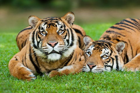 The Ultimate Gold Coast Attractions Pass - Local Tourism 2