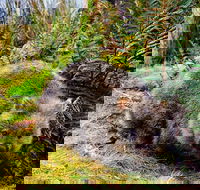 Cradle Mountain National Park Day Tour from Launceston - Local Tourism