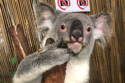 Kuranda Tour Deluxe Course With Kuranda 3 Zoos Or Free Course - Local Tourism 0