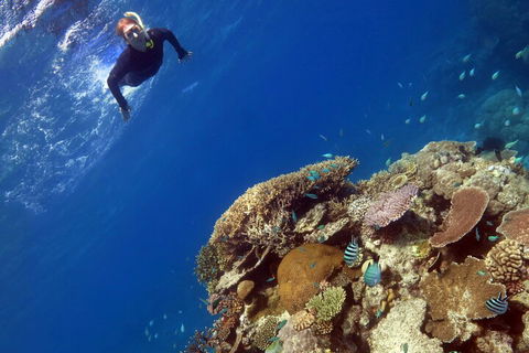 Silverswift Outer Great Barrier Reef Dive And Snorkel Cruise From Cairns - Accommodation Australia 3