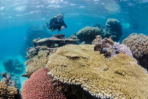 Silverswift Outer Great Barrier Reef Dive And Snorkel Cruise From Cairns - Accommodation Australia 5