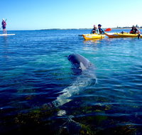 Penguin and Seal Islands Sea Kayaking Experience - Local Tourism