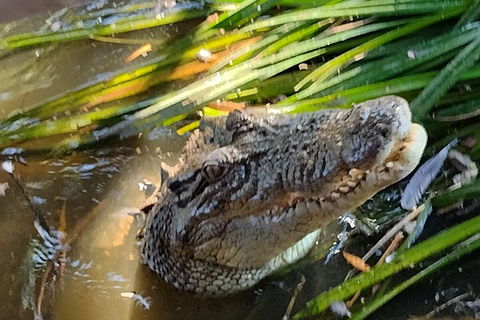 Litchfield Park Adventures And Jumping Crocodile Cruise + Butterfly Farm - Accommodation Australia 4