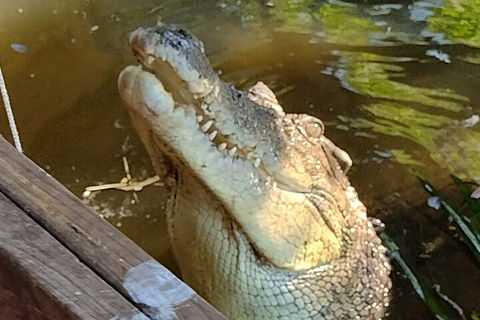Litchfield Park Adventures And Jumping Crocodile Cruise + Butterfly Farm - Accommodation Australia 5