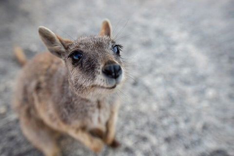 Chillagoe Caves And Outback Day Trip From Cairns - Local Tourism 2
