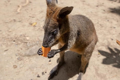 Chillagoe Caves And Outback Day Trip From Cairns - Local Tourism 5