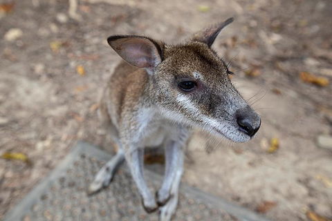 2 Day Daintree Rainforest, Cape Tribulation And Outback Chillagoe Tour - Accommodation Australia 4