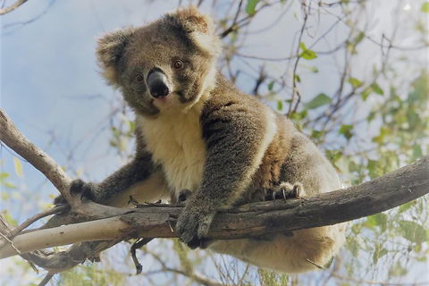 Kangaroo Island Scenic Trail Tour - Accommodation Australia 2