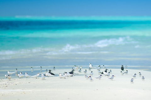 Private Coral Cay Bubbles Tour - Local Tourism 2