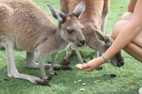 Pinnacles Desert, Koalas And Sandboarding 4WD Day Tour From Perth - Local Tourism 1