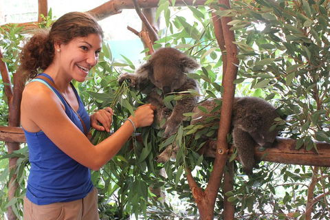 Pinnacles Desert, Koalas And Sandboarding 4WD Day Tour From Perth - Local Tourism 5