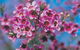 Best Of Perth Wildflower Season Day Trip - thumb 1