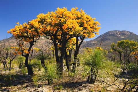 Best Of Perth Wildflower Season Day Trip - Accommodation Australia 3