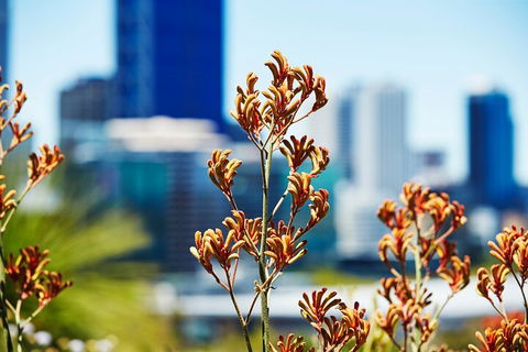 Best Of Perth Wildflower Season Day Trip - Accommodation Australia 4