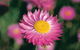 Best Of Perth Wildflower Season Day Trip - thumb 5